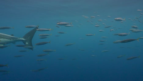 great white shark passing slowly in front of the camera while cage diving at the island of guadalupe, mexico. slow motion shot.
