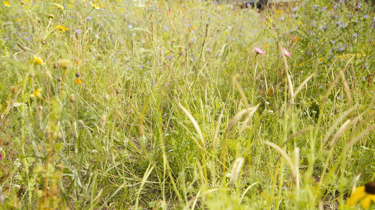 flores silvestres en la pradera de verano en europa. 4k