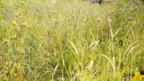 wild flowers on summer meadow in europe. 4k