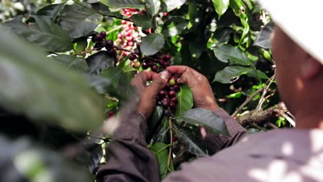 man picking red coffee beans on a coffee farm in central america in a sunny day.