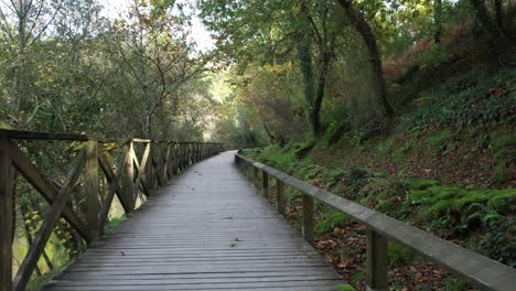 pasarela en el bosque. fondo de la naturaleza
