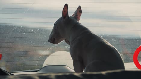 a small white bull terrier looking anxiously through the dirty car window waiting for her human to return