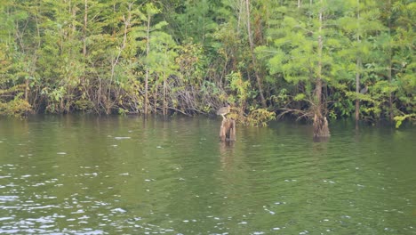 Young-Black-Crowned-night-heron-trying-to-catch-crabs-on-a-cypress-skeleton-trunk