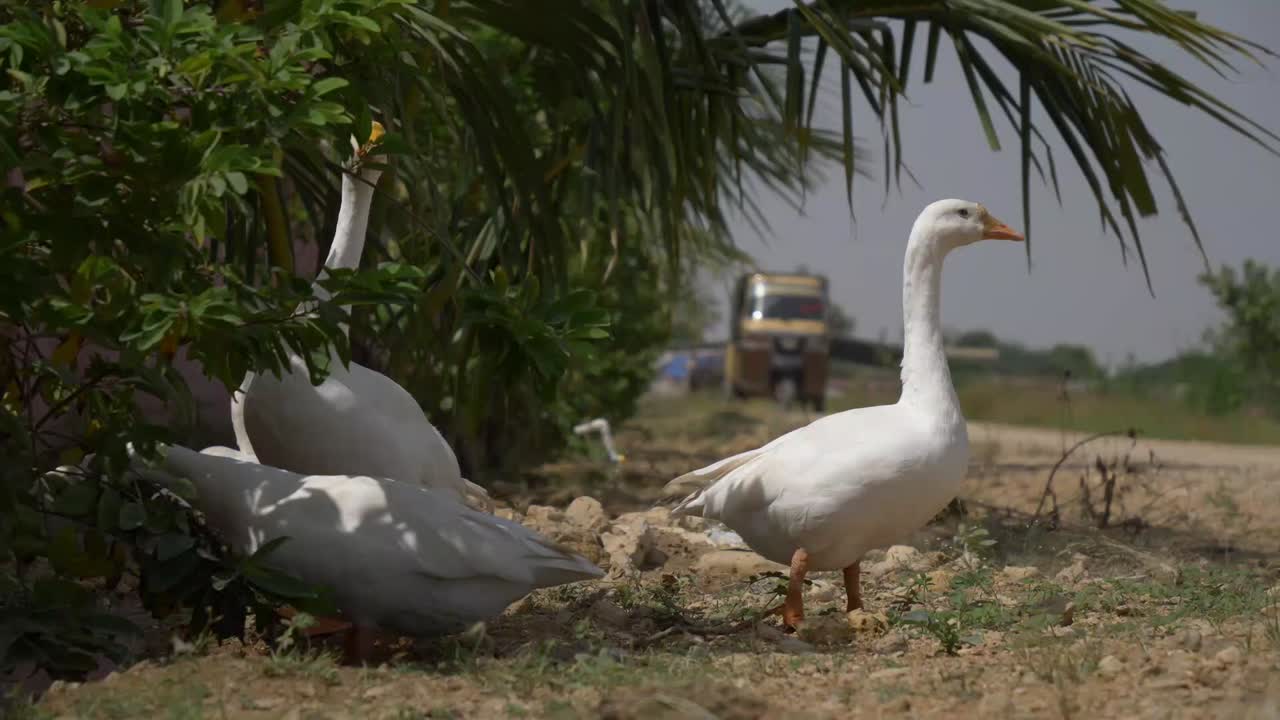 grupo de patos comunes parados cerca de la carretera a la sombra