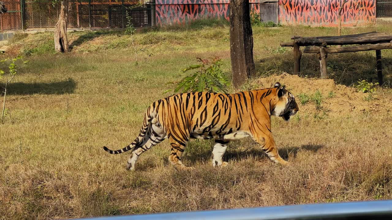 Kongelig bengalsk tiger, der går over en græsbeklædt indhegning i en zoologisk have i dagslys, og viser sin kraftfulde stribede krop, mens den bevæger sig roligt gennem sit habitat.