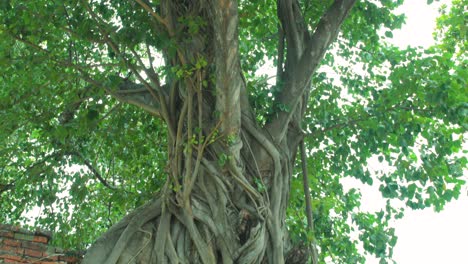 panning down shot of a thai buddhist head entwined in tree roots at ayutthaya's historical temple grounds