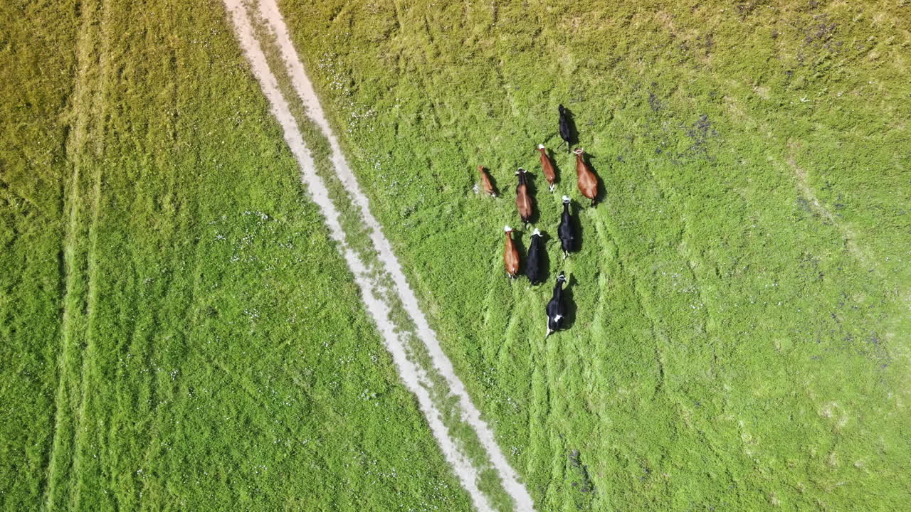 Aerial drone view of grazing cows in a valley near a river in Moldova