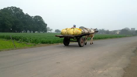 bullock cart moving front from back wide view