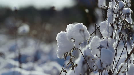 Copos-De-Nieve-Que-Cubren-Hierba-Seca-En-El-Campo-Congelado-Día-Soleado-De-Invierno.-Paisaje-Nevado.