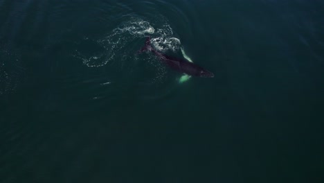 Ballena-Bebé-Jugando-Océano-Costa-Rica-Zumbido-Aéreo