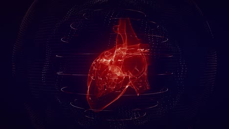 corazón humano digital rojo anatómicamente correcto bucle sin costuras con escaneo cardíaco
