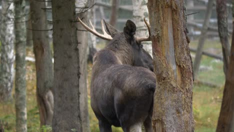 Großer-Elchbulle-Mit-Riesigen-Geweihen,-Der-Eine-Müllkippe-Macht,-Während-Er-Im-Skandinavischen-Wald-Aufmerksam-Nach-Raubtieren-Ausschau-Hält