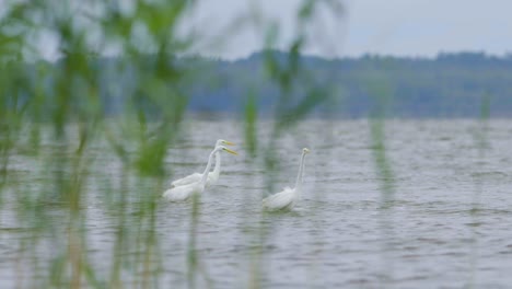 Großer-Weißer-Reiher-Jagt-Fische-Im-See-Und-Fliegt-In-Zeitlupe