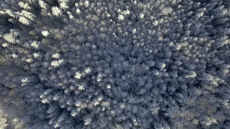 Top-down-forward-dolly-showing-a-snowy-pine-forest