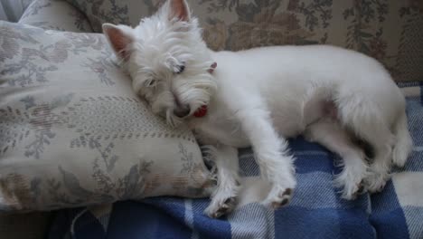 westie sleeping and stretching on the sofa. white dog with head on a pillow.