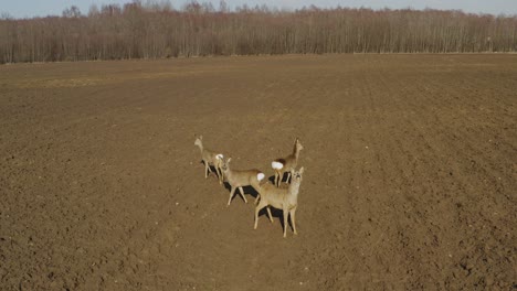 Roe-deer-standing-on-agrivultural-field