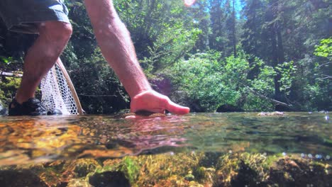 fly fisherman releases small cutthroat trout into a mountain creek