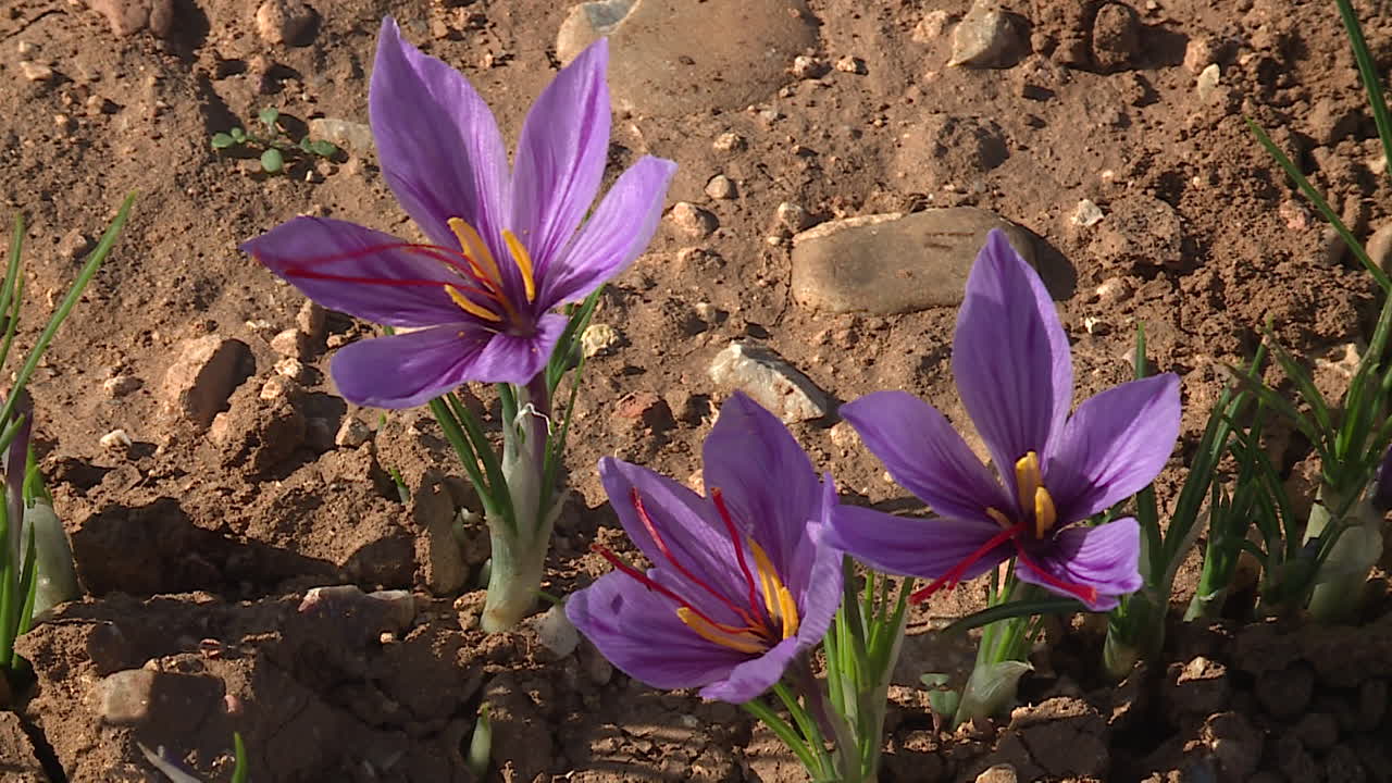 Saffron Flowers in a Field