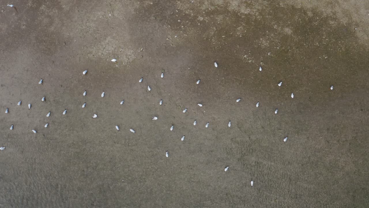 Drone view of scattered seagulls standing on a muddy, textured wetland area with patches of vegetation