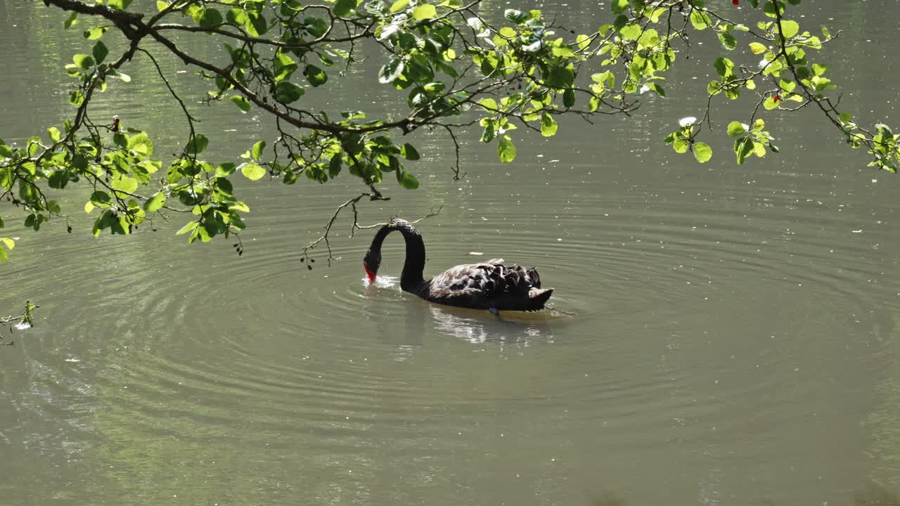 Portrait of A Black Swan Floating On Tranquil Lake with it's head under water