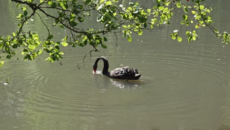 retrato de un cisne negro flotando en un lago tranquilo con la cabeza bajo el agua