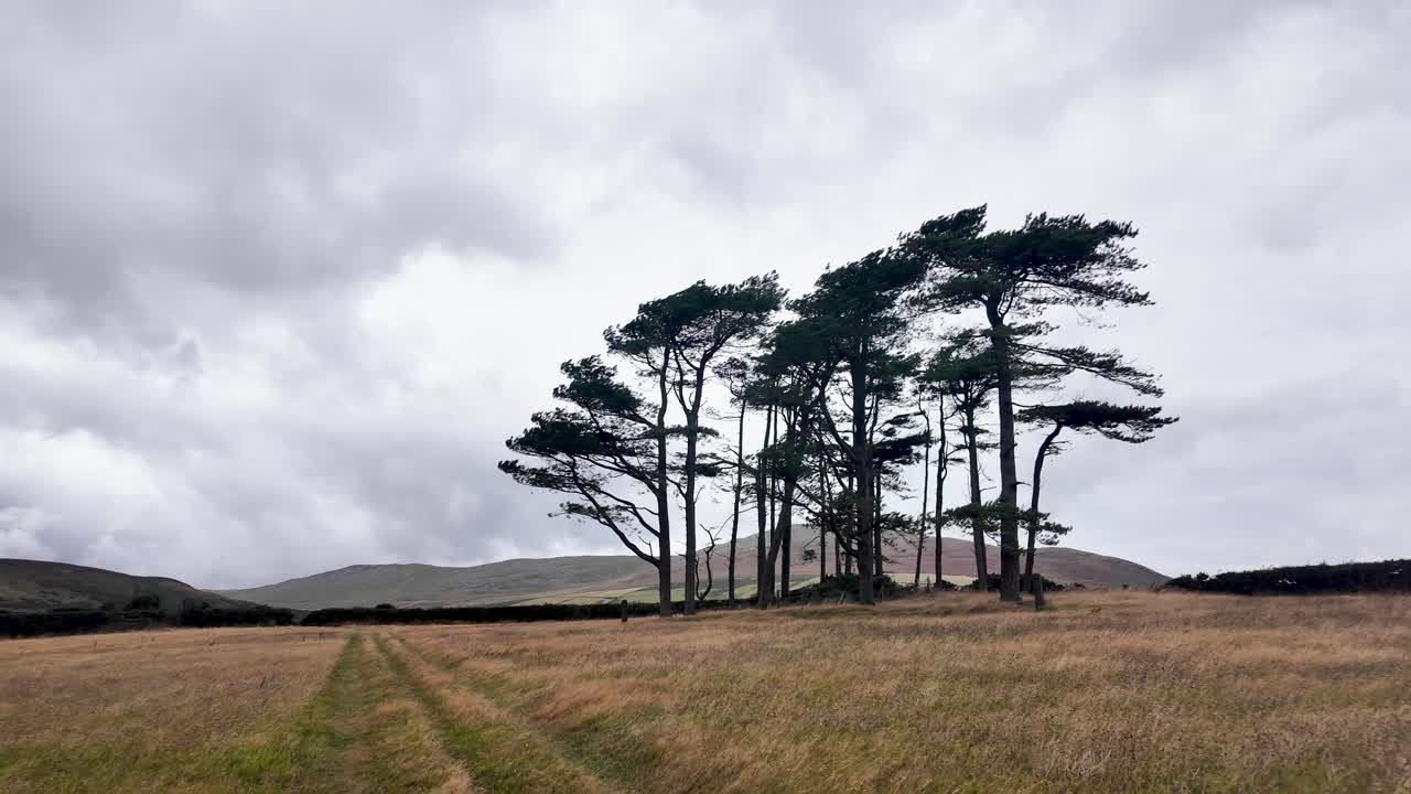 Windswept trees standing in a dry field under cloudy sky in the Maughold countryside