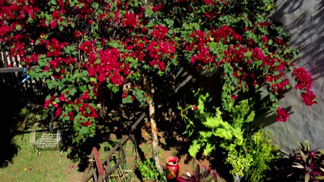 Crane-Shot-Of-Grown-Santa-Rita-Bush-With