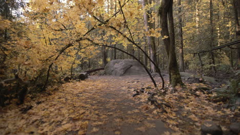 Autumn-forest-trail-covered-with-yellow-leaves