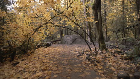 sendero forestal de otoño cubierto de hojas amarillas