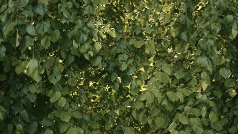 sunlight through the green vine plants in the forest - dense foliage scenery - medium shot