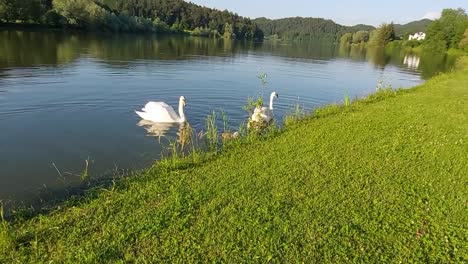 familia de cisnes nadando y buscando comida en un estanque de peces junto a un prado verde