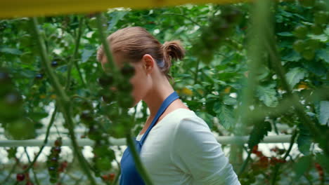 woman farm worker walking tomato plantation. workwoman in apron looking harvest.