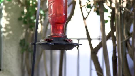 una abeja vuela y se posa en el borde de un comedero para colibríes