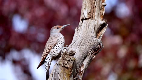 northern flicker on a dead tree branch