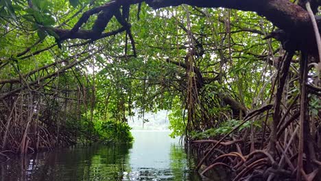 Drifting-through-calm-water-in-a-natural-archway-of-dense-mangrove-ecosystem-trees-and-roots-on-tropical-island-of-Pohnpei,-Federated-States-of-Micronesia