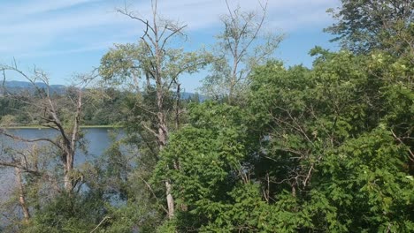 Vuelo-Aéreo-Sobre-Los-árboles-Del-Bosque-Para-Revelar-Un-Lago-Que-No-Está-Ocupado-Pero-Con-Gente-Que-Disfruta-De-Actividades-Acuáticas-Públicas-Como-Kayak,-Canoa,-Botes-De-Remo,-Natación-Y-Bronceado-En-Verano