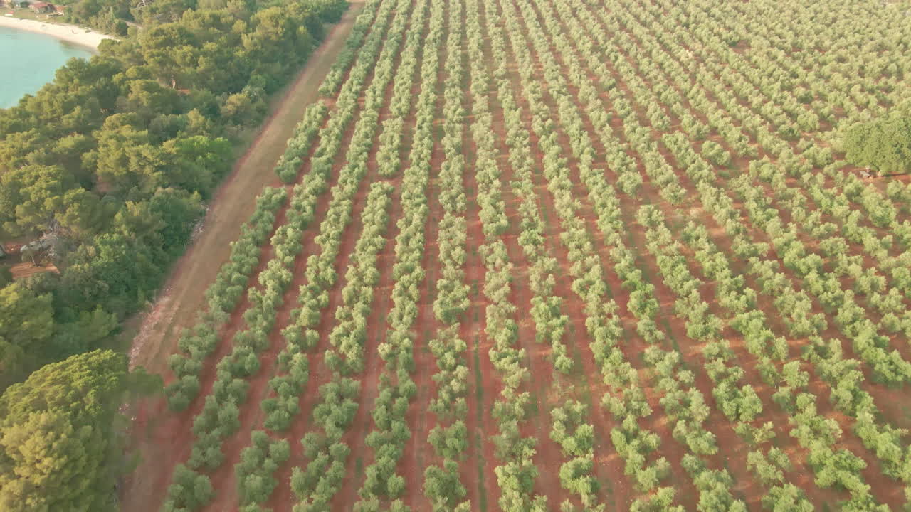 volando sobre tierras cultivadas con exuberantes olivos en el campo croata en un día soleado