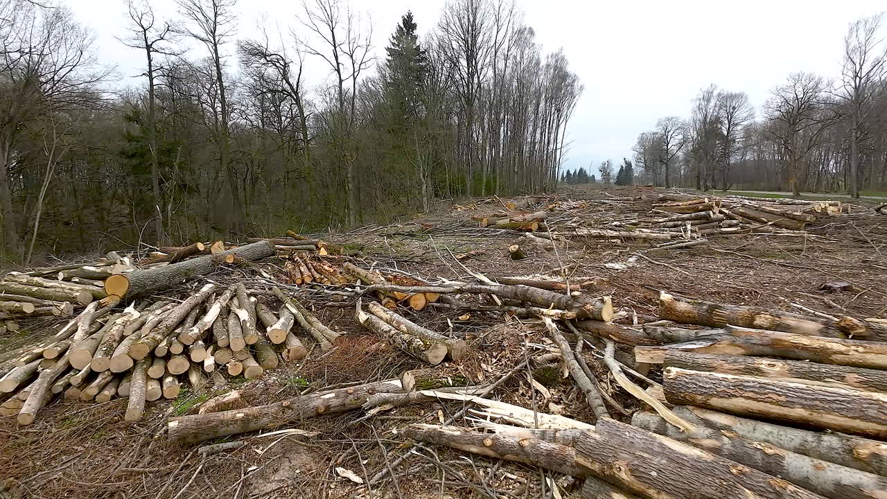 Large quantity of cut and stacked timber logs in forest waiting to be transported, prepared for winter felled by the logging timber industry