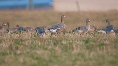 brown geese graze in a meadow