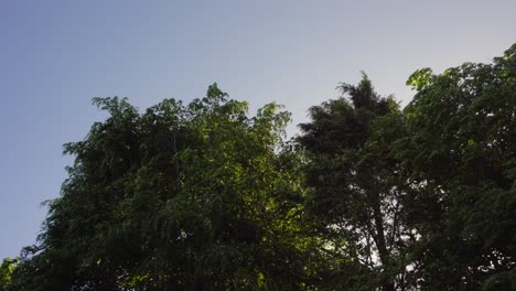 Tree line swaying in wind storm