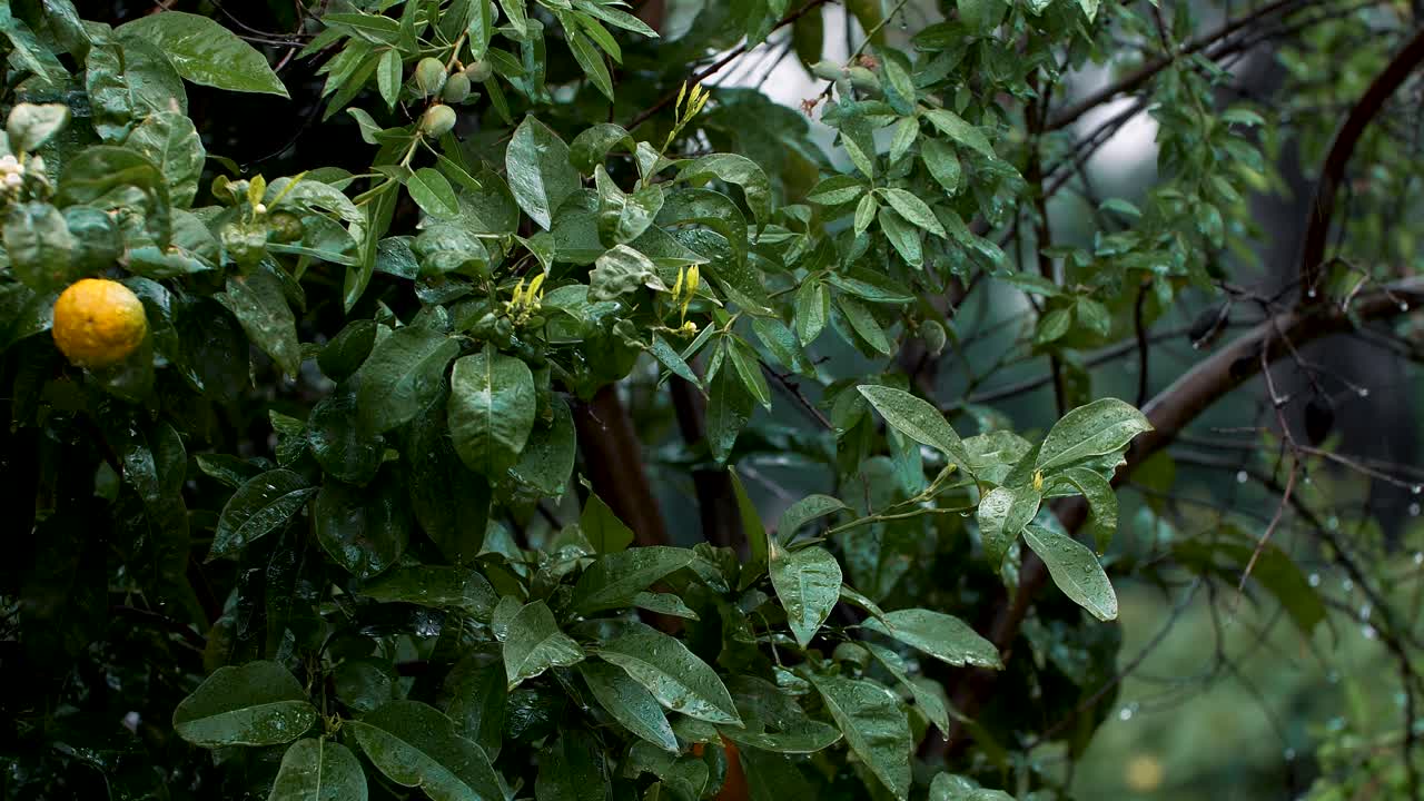 toma de lluvia cayendo sobre un exuberante limonero verde bajo la lluvia