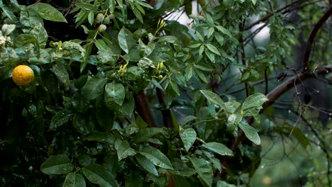 Shot-of-rain-falling-on-a-lush-green-lemon-tree-in-the-rain