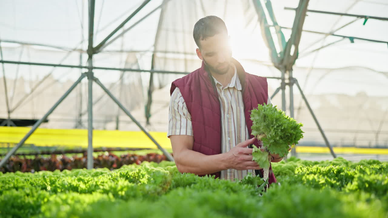 Farmer Inspecting Lettuce in a Greenhouse