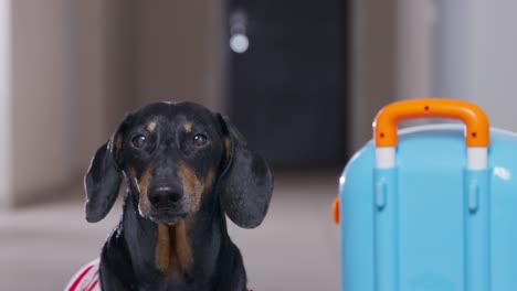 black and ginger dachshund dressed in striped t-shirt sits near packed suitcase on wheels waiting for vacation closeup