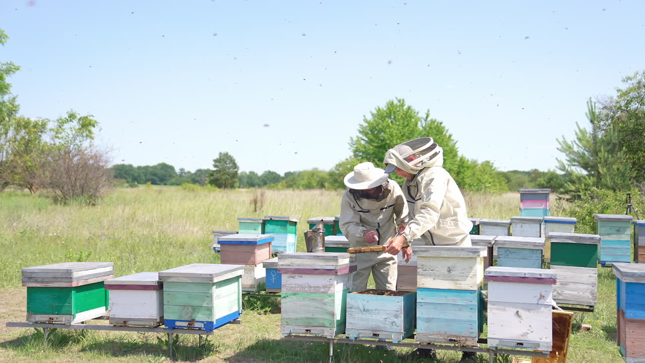 Busy beekeepers working at apiary among flying angry bees. Little bee farm at the rural meadow on sunny day.