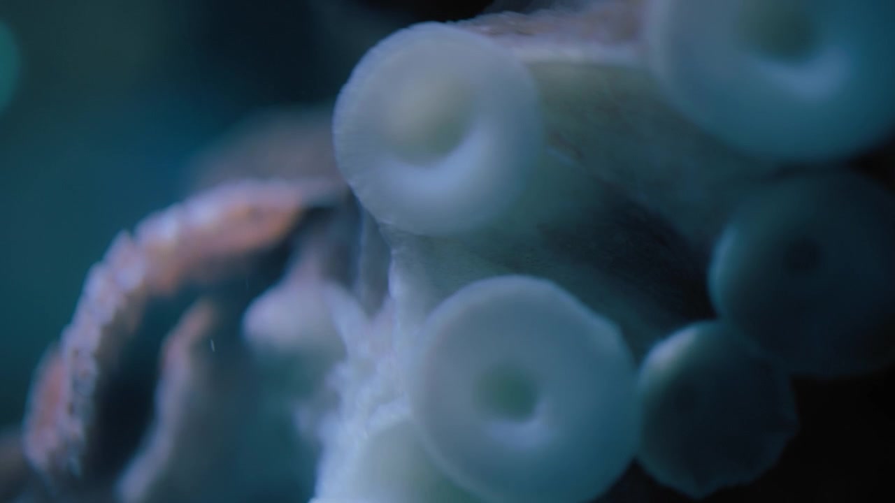 Primo piano delle ventose e dei tentacoli di un polpo gigante del Pacifico.