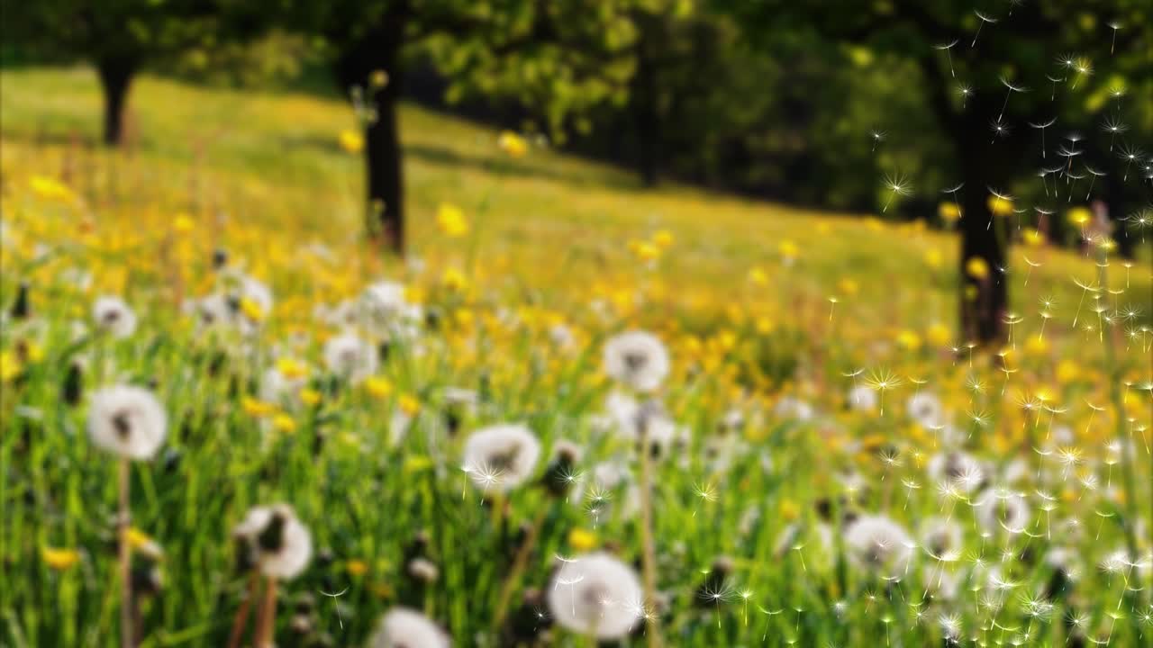 4k bucle en primavera y verano, las semillas de diente de león vuelan hacia arriba bucle de fondo.