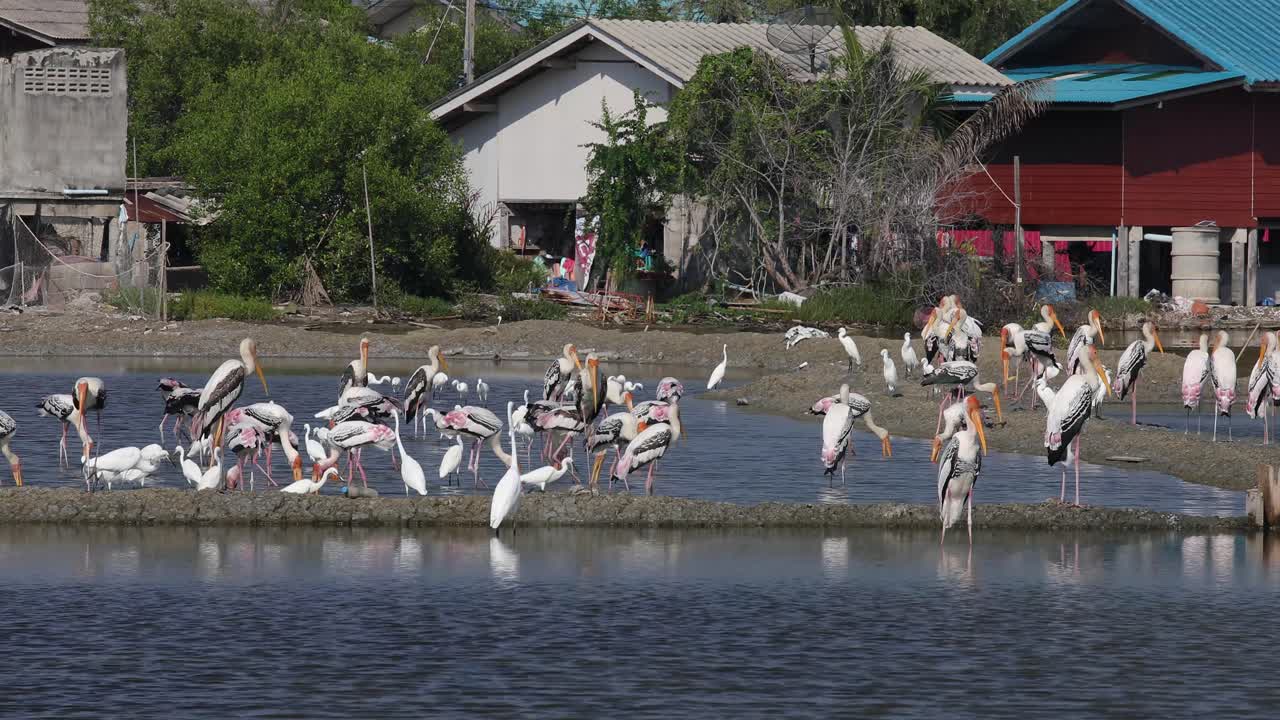 태국 펫차부리의 소금 호수에서 걷고 먹이를 먹고 흰 백로와 페인트 칠한 황새가 있는 4k 자연 보호 구역