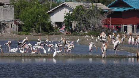 4K-Nature-Reserve-with-White-Egrets-and-Painted-Storks-Walking-and-Feeding-on-the-Salt-Lakes-of-Phetchaburi,-Thailand