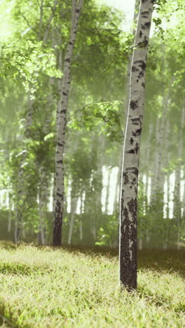 tranquilo bosque de abedul